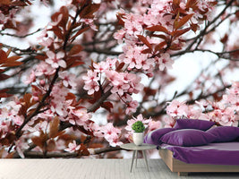 photo-wallpaper-spring-is-here