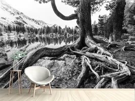 photo-wallpaper-old-tree
