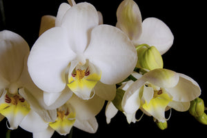 photo-wallpaper-white-orchids-in-bloom