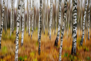 photo-wallpaper-3d-birches-x