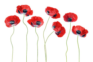 photo-wallpaper-ladybird-poppies