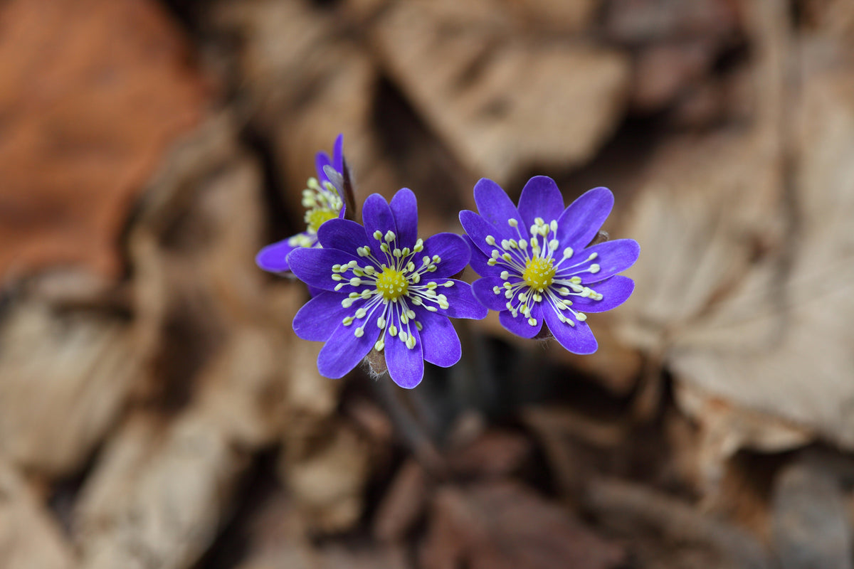 photo-wallpaper-wildflowers