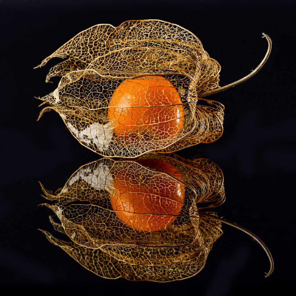 photo-wallpaper-physalis