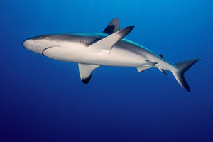 photo-wallpaper-grey-reef-shark-carcharhinus-amblyrhynchos-x