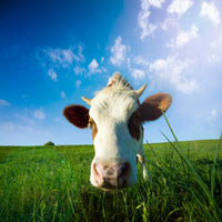 photo-wallpaper-the-cow