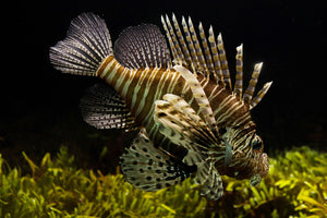 photo-wallpaper-lion-fish