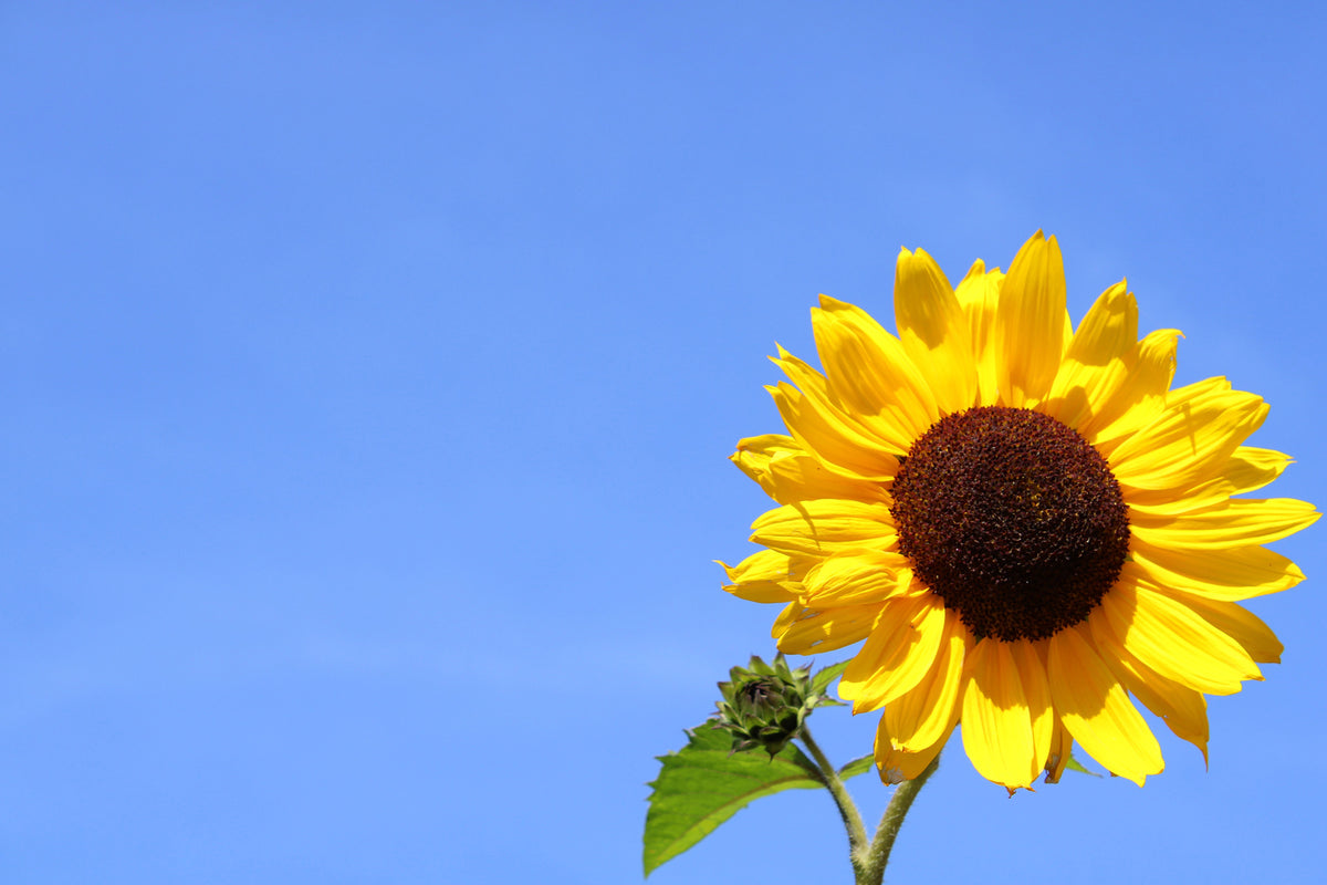 photo-wallpaper-sunflower-with-blue-sky