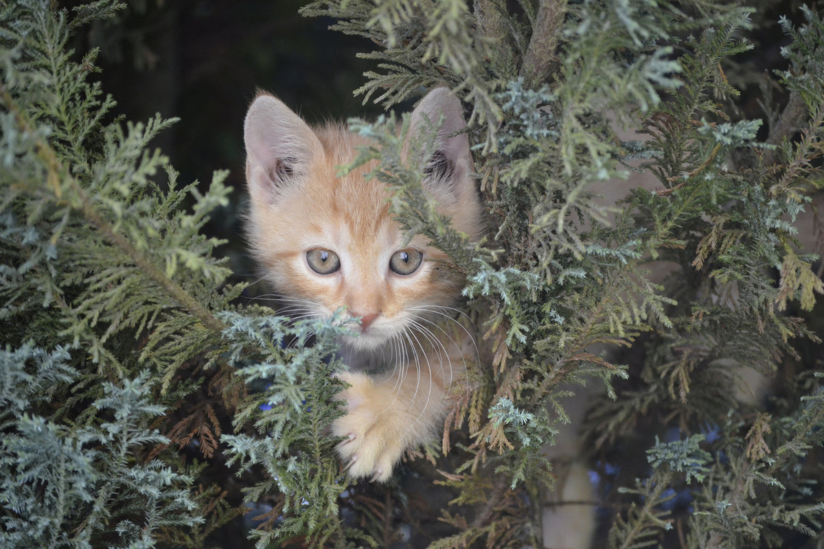 photo-wallpaper-tiger-kitten