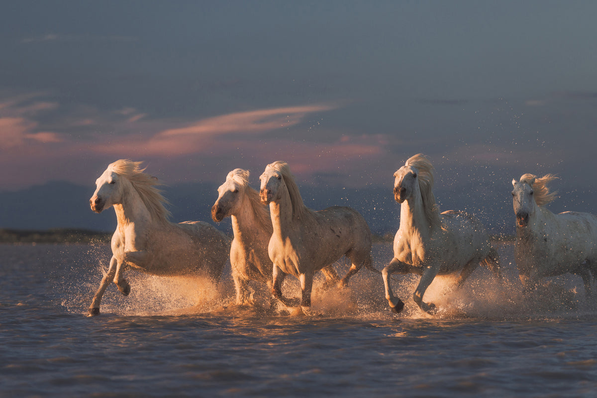 photo-wallpaper-camargue-horses-on-sunset-xve