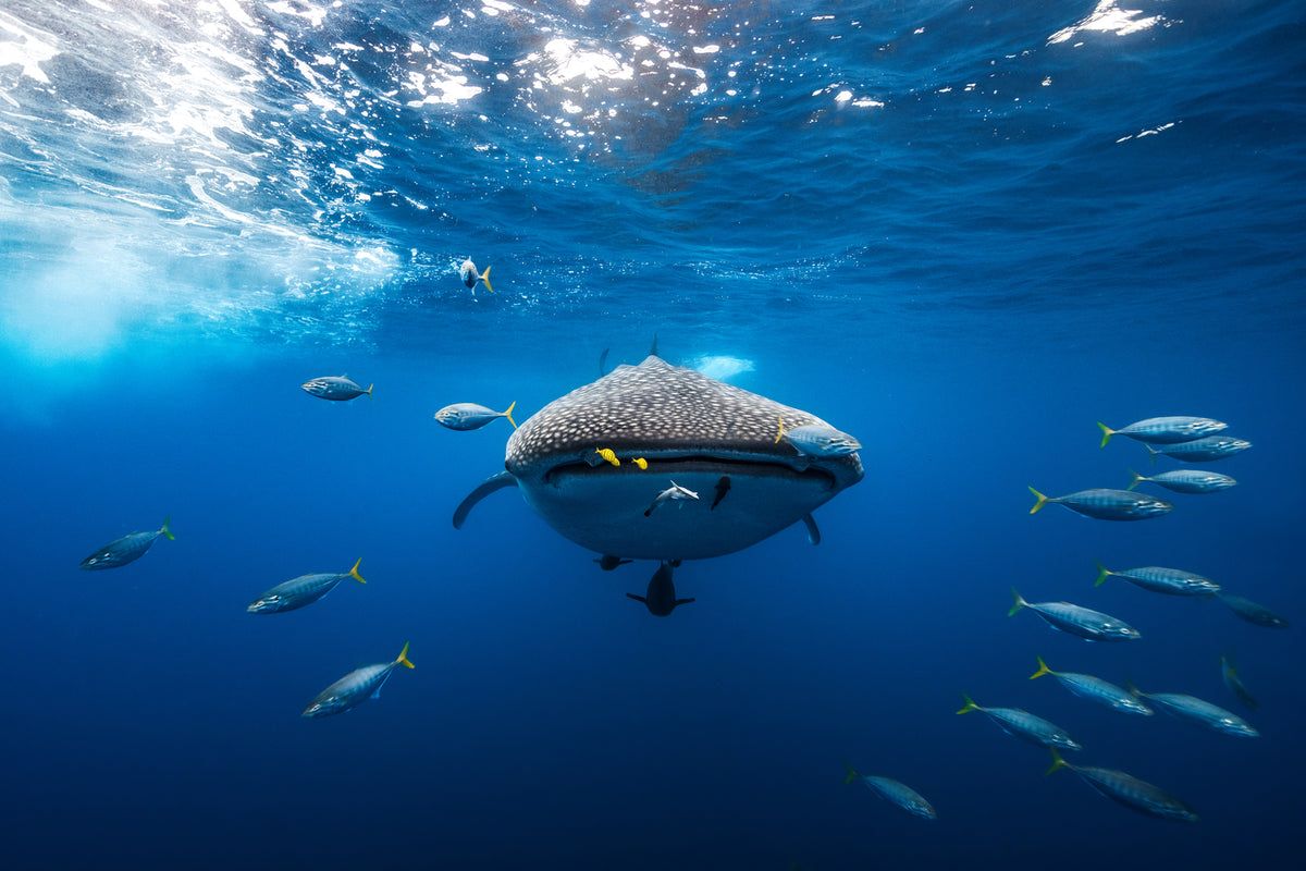 photo-wallpaper-whale-shark-escorted-by-a-school-of-bonito