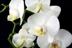 photo-wallpaper-orchid-close-up