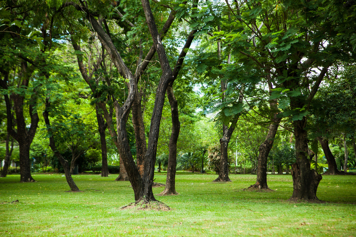 photo-wallpaper-cherry-garden