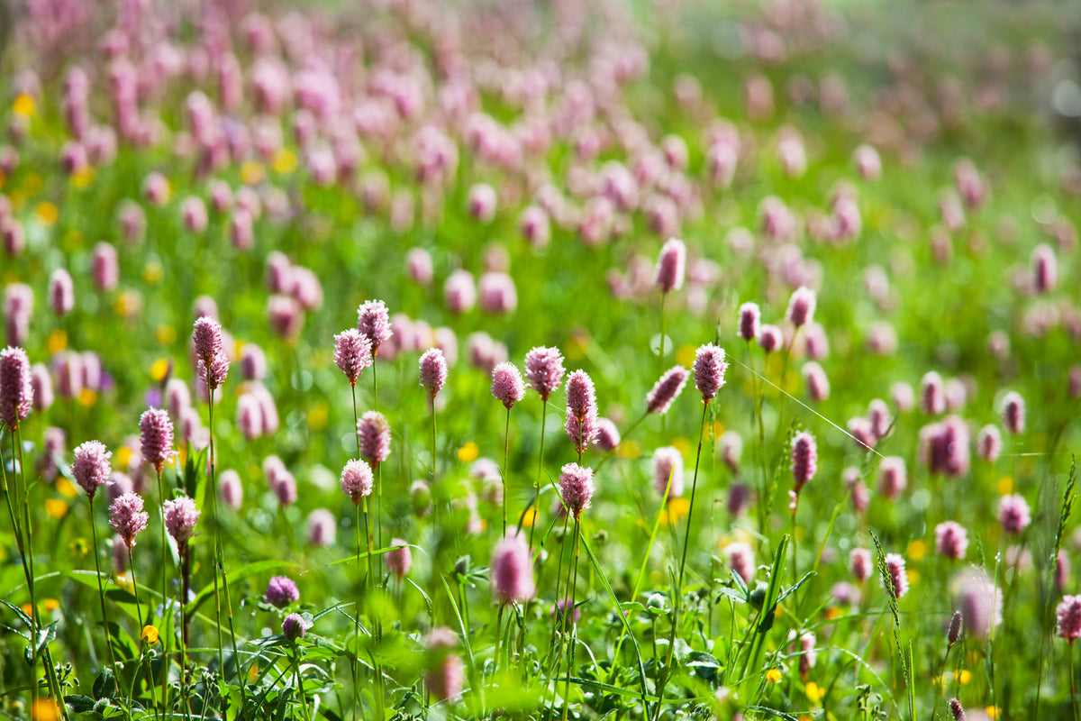 photo-wallpaper-clover