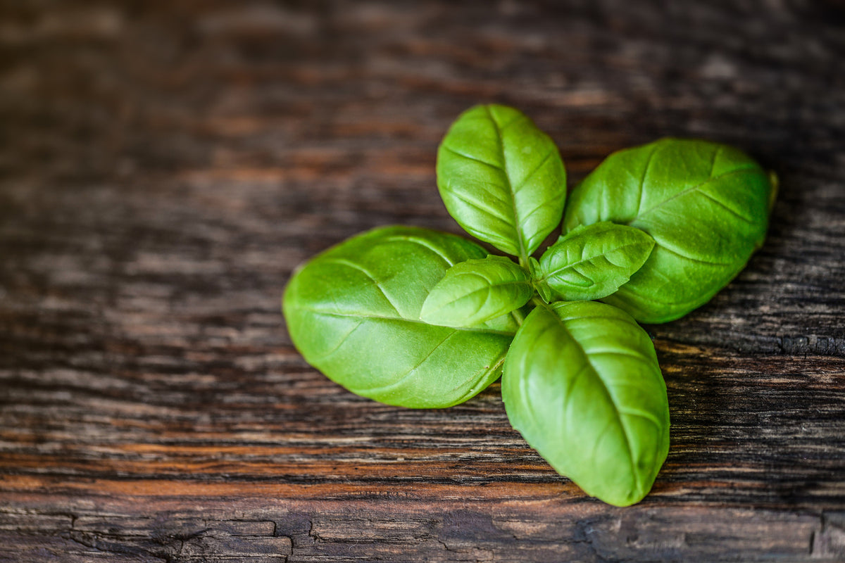 photo-wallpaper-basil-leaf-in-xxl