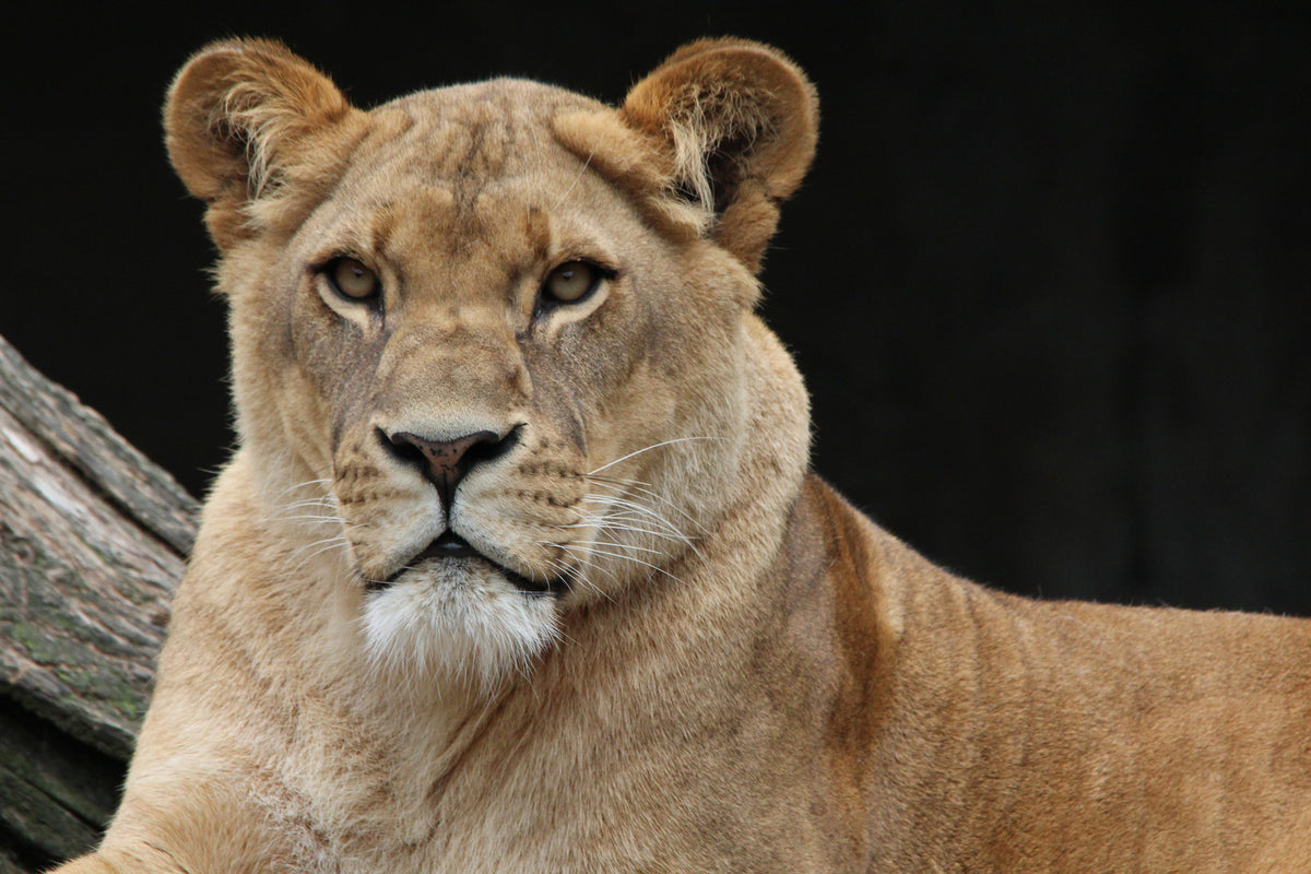 photo-wallpaper-proud-lioness