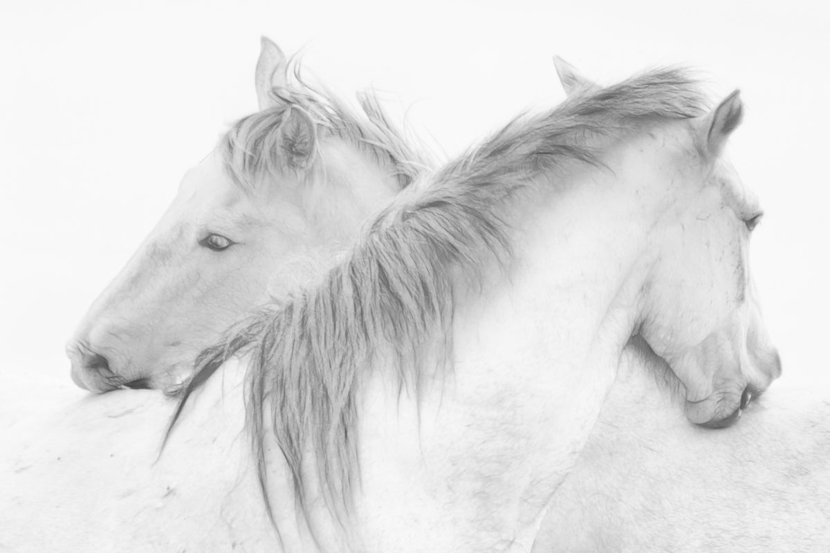 photo-wallpaper-horses