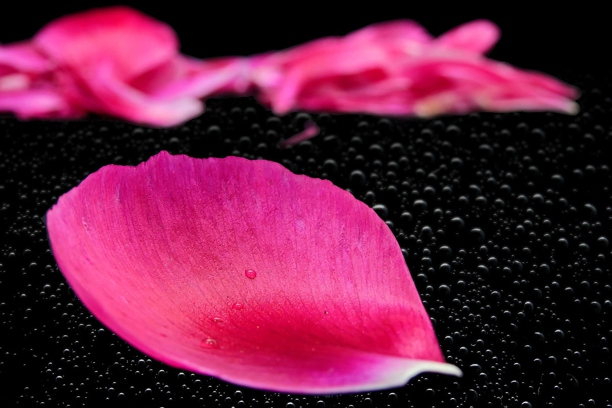 photo-wallpaper-the-petals