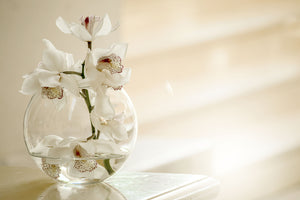 photo-wallpaper-orchid-in-the-glass