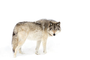 photo-wallpaper-canadian-timber-wolf-walking-through-the-snow