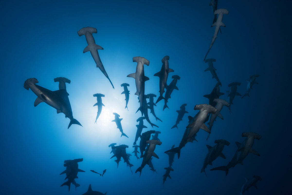 photo-wallpaper-hammerhead-shark-underwater-photography