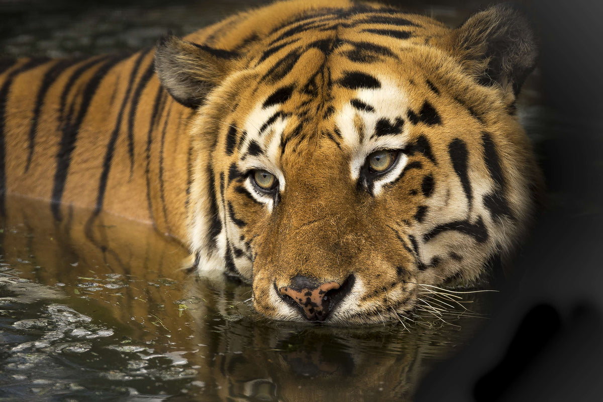 photo-wallpaper-tiger-in-the-water