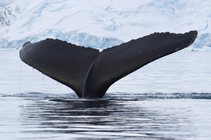 photo-wallpaper-the-humpback-whale