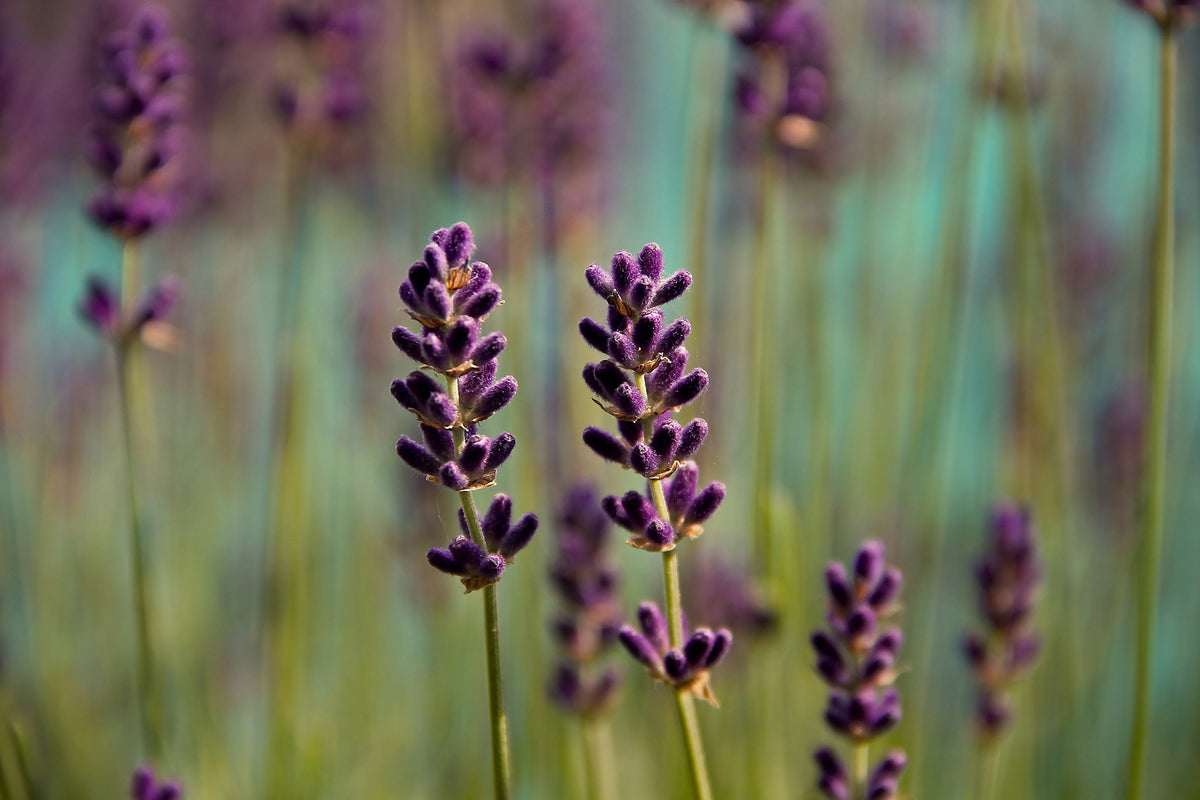 photo-wallpaper-lavender-in-xl