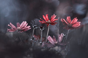 photo-wallpaper-les-fleurs-du-bien-x