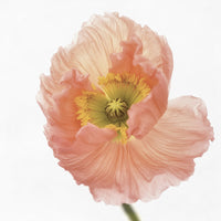 photo-wallpaper-poppy