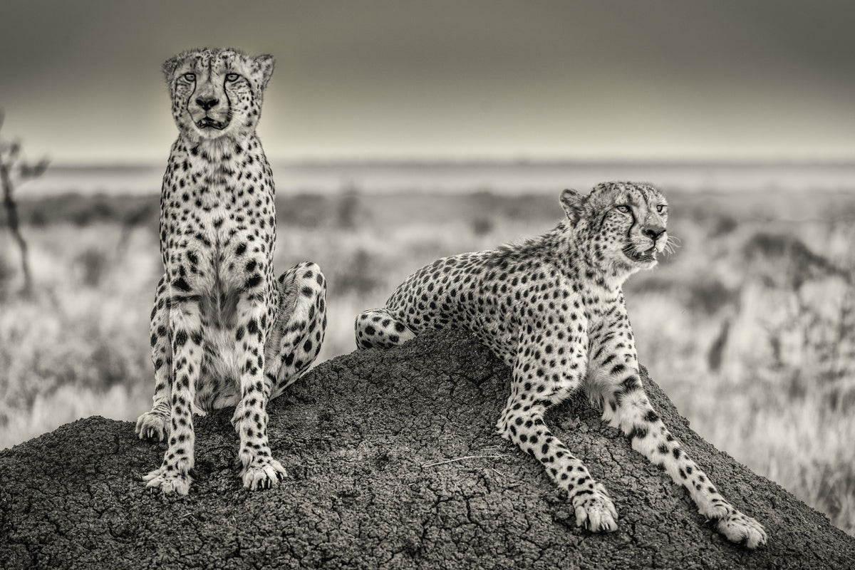 photo-wallpaper-two-cheetahs-watching-out