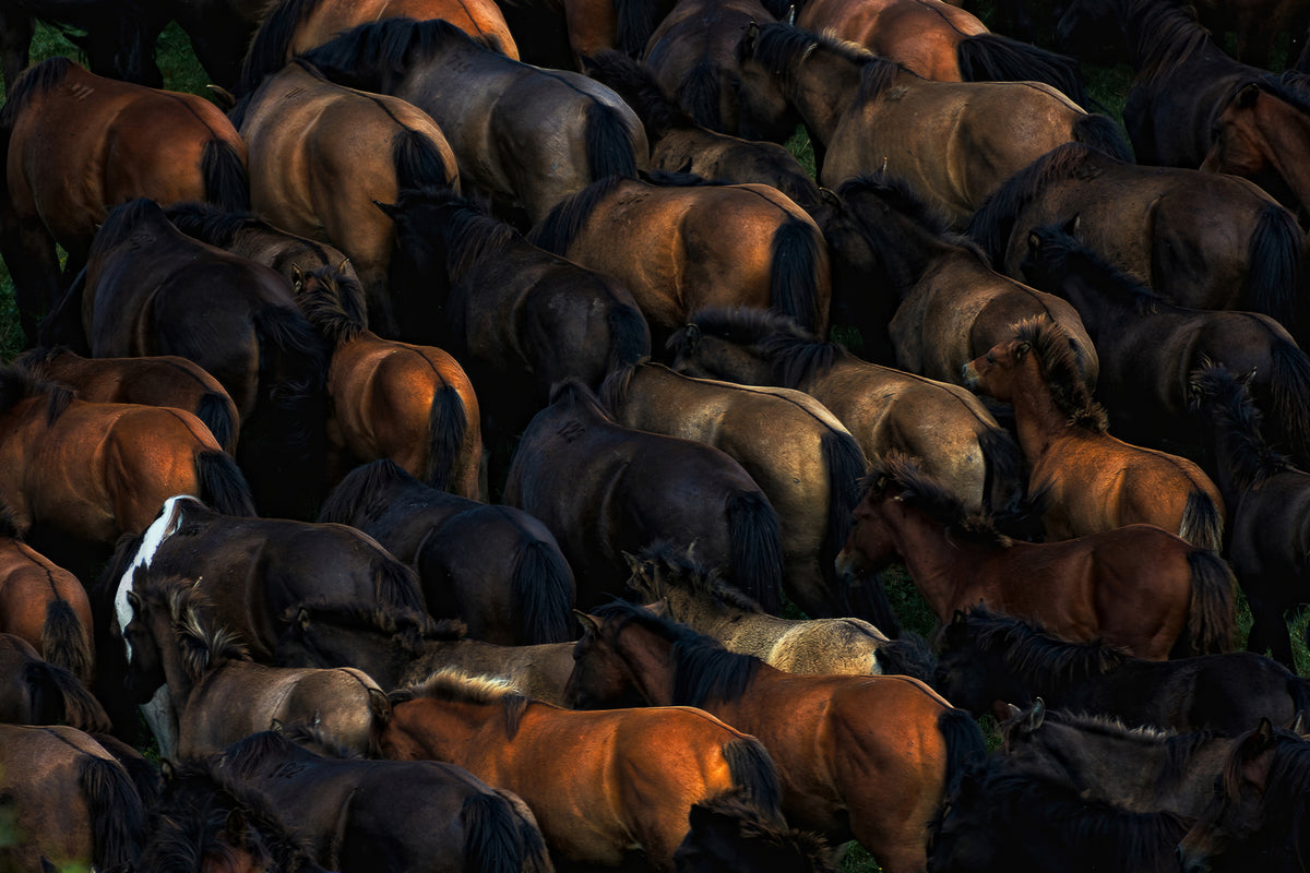 photo-wallpaper-wild-horses-x