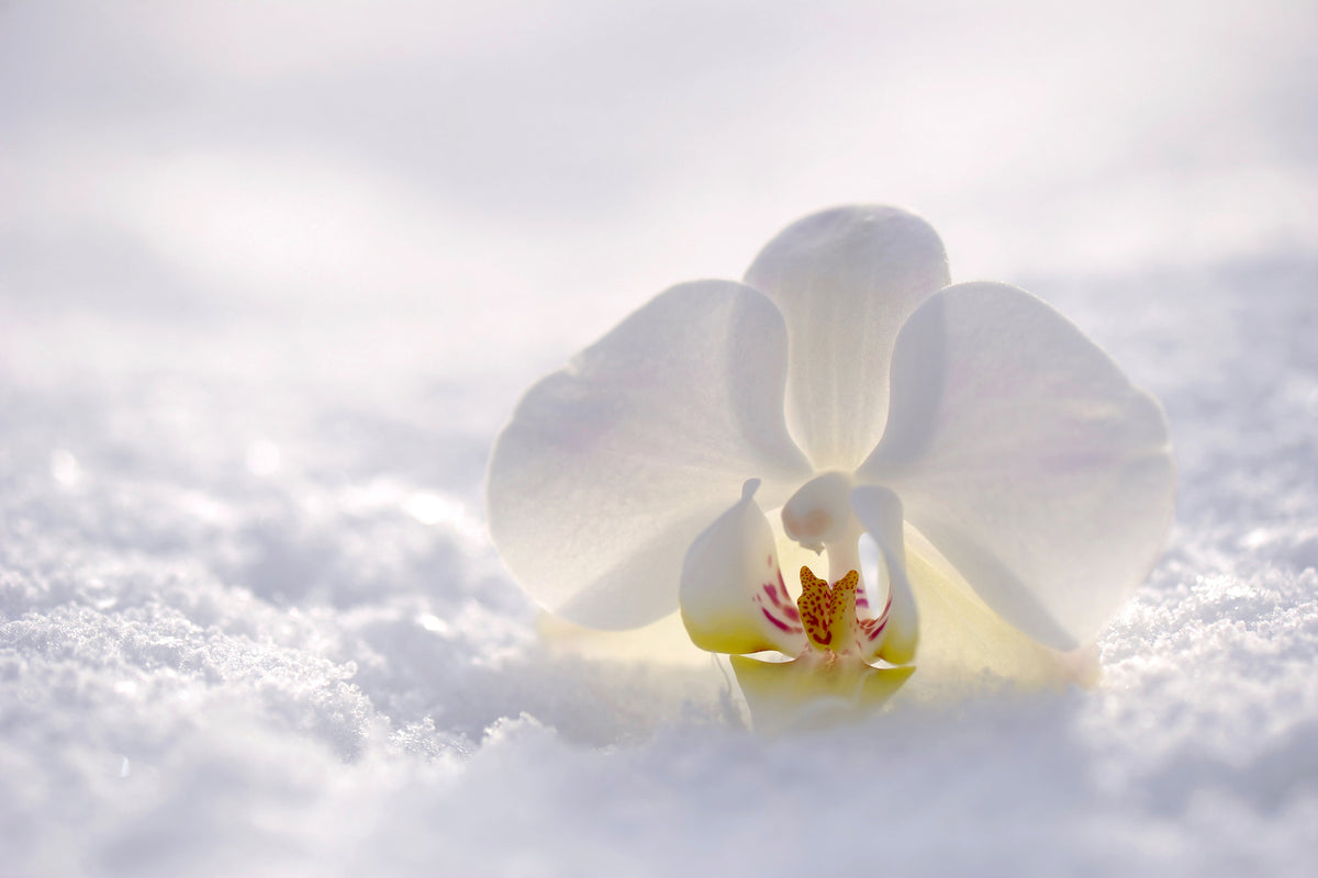 photo-wallpaper-the-orchids-bloom