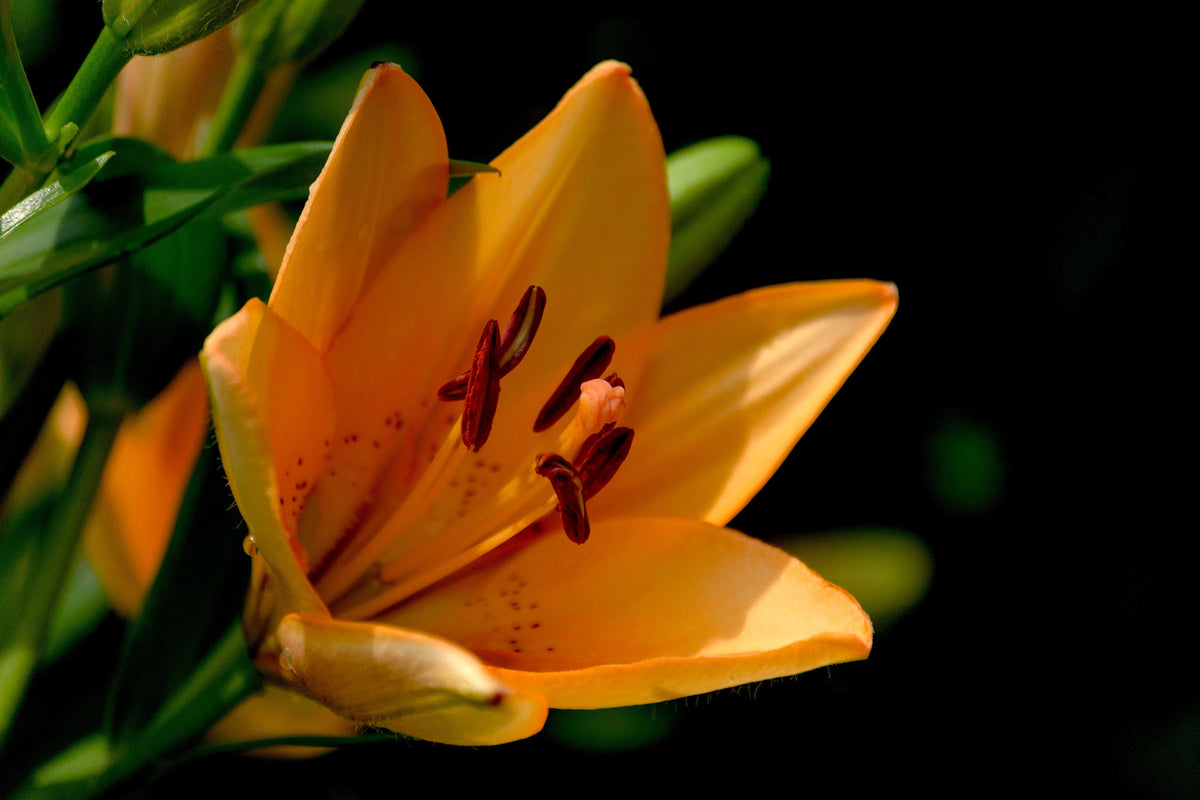 photo-wallpaper-close-up-lily-in-orange