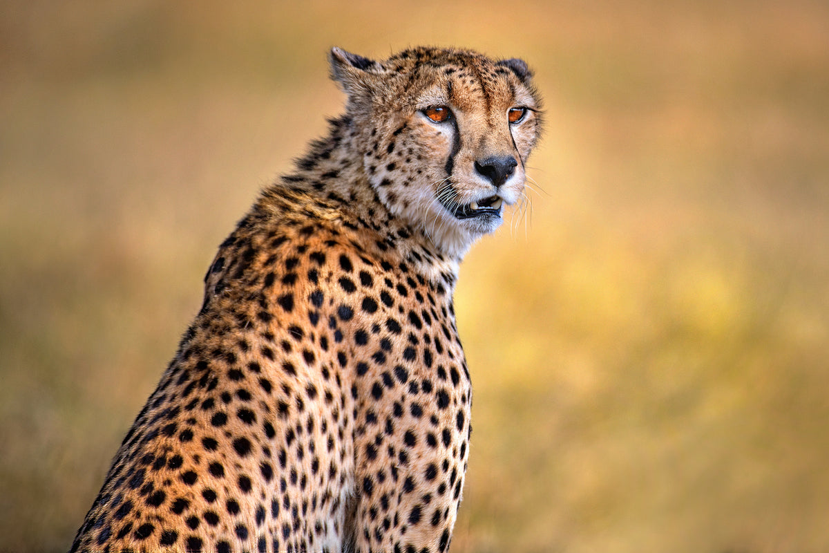 photo-wallpaper-cheetah-portrait-x