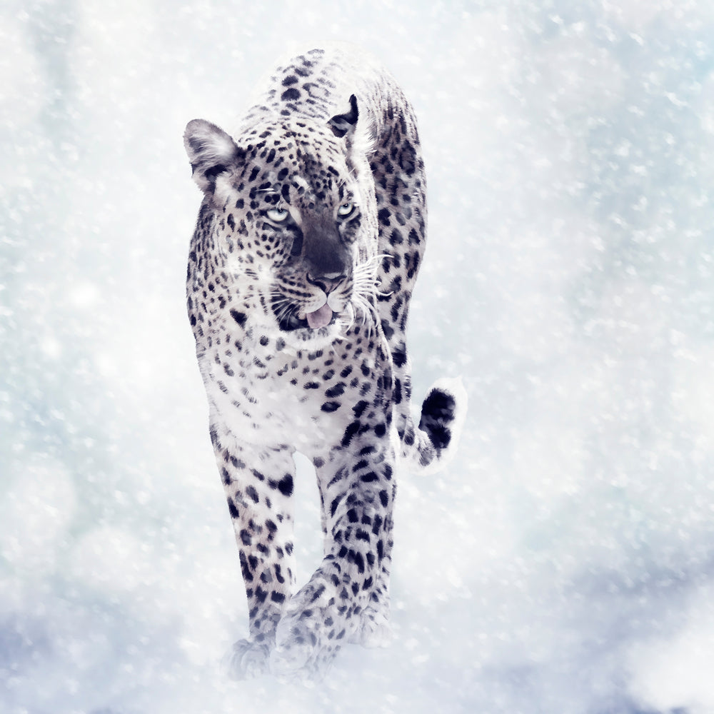 photo-wallpaper-photo-wallaper-the-leopard