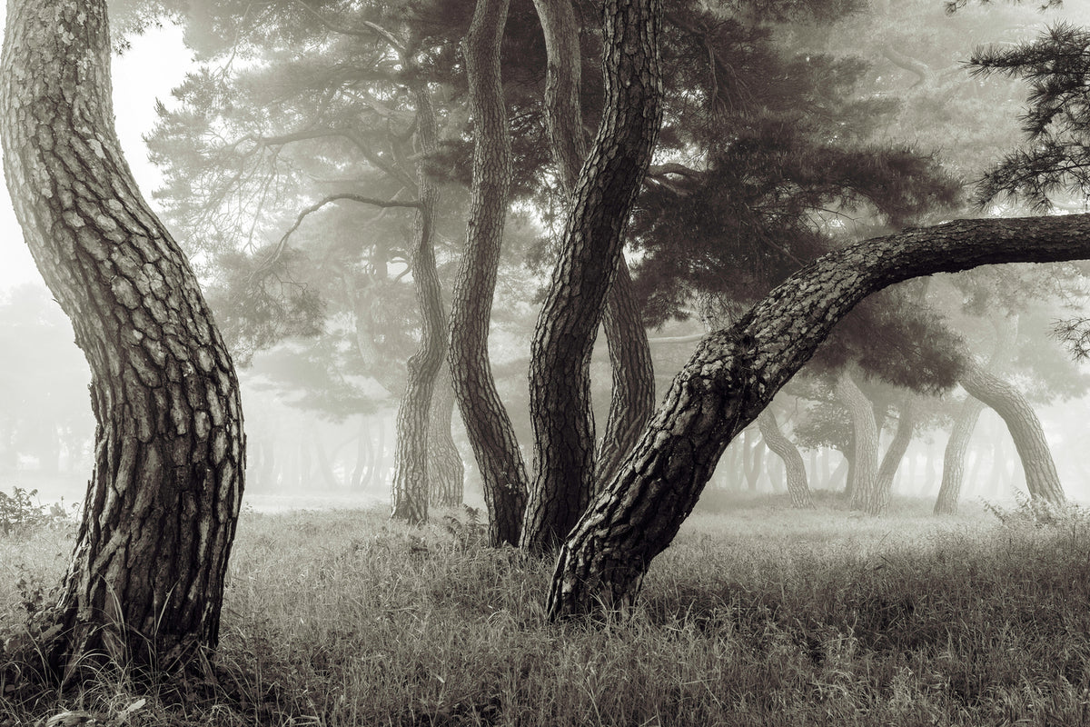 photo-wallpaper-pine-grove-in-fog