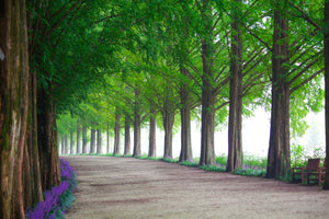 photo-wallpaper-beautiful-tree-avenue