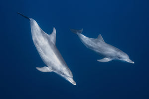 photo-wallpaper-bottlenose-dolphins