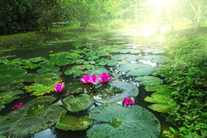 photo-wallpaper-garden-pond