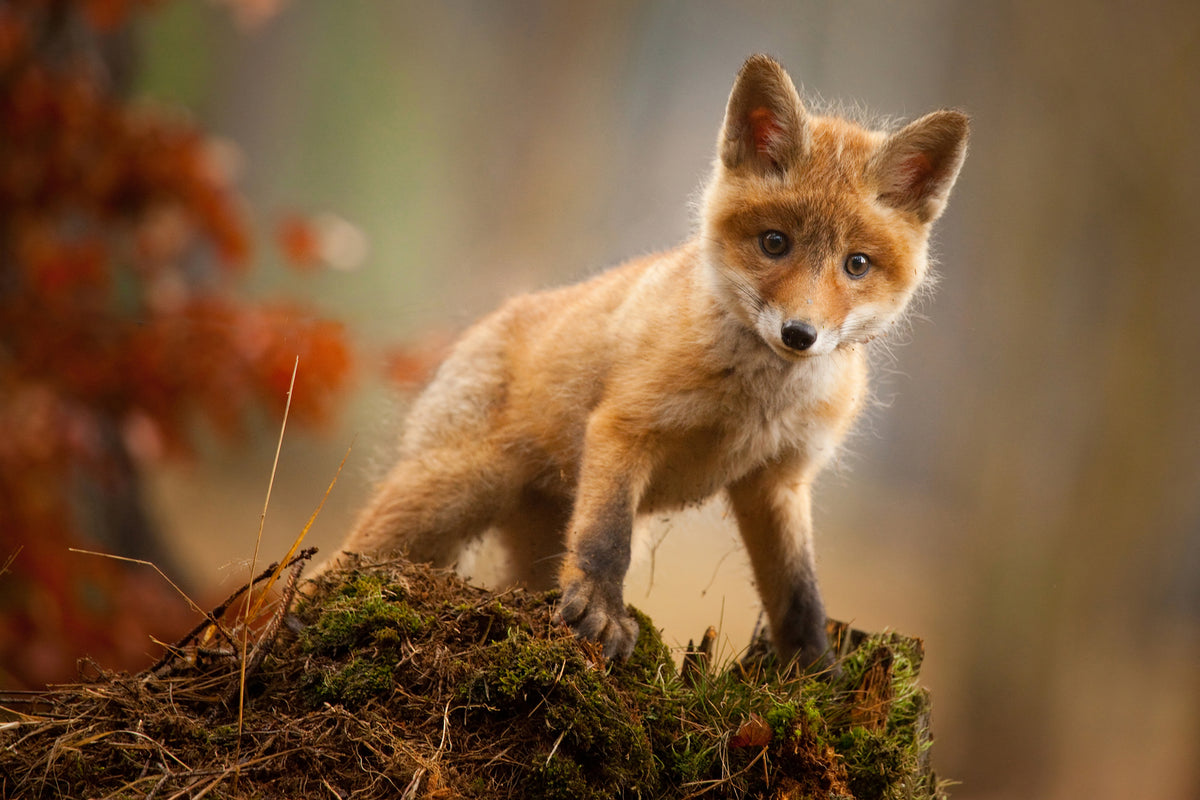 photo-wallpaper-fox