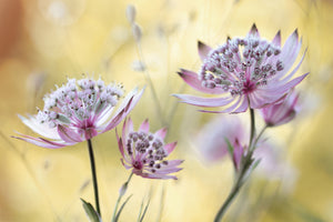 photo-wallpaper-astrantia-major