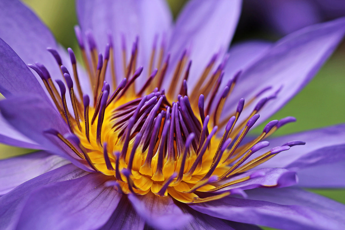 photo-wallpaper-xxl-water-lily-in-purple