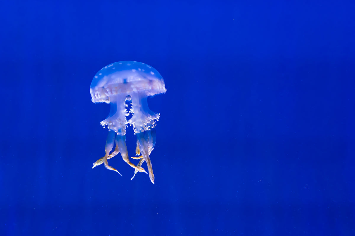 photo-wallpaper-glowing-jellyfish