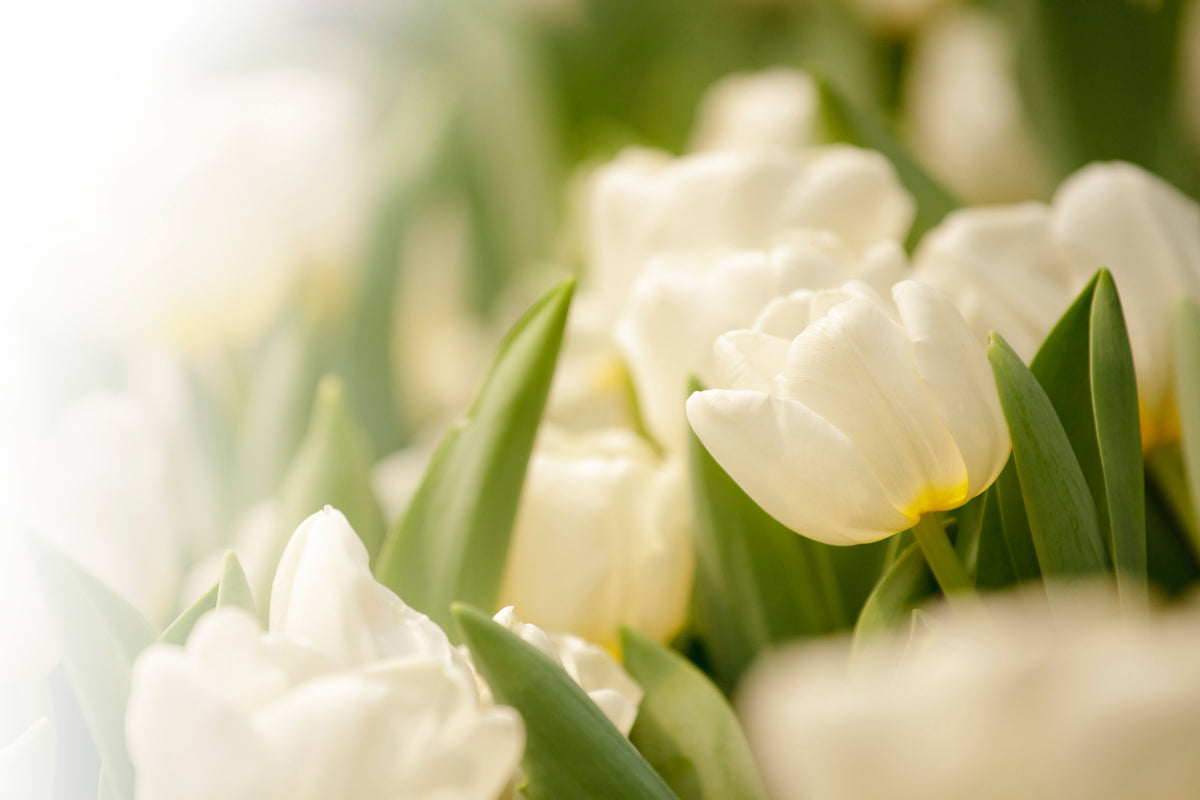 photo-wallpaper-tulips-perspective