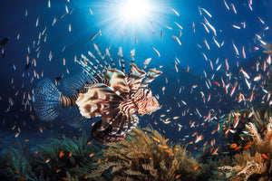 photo-wallpaper-lionfish