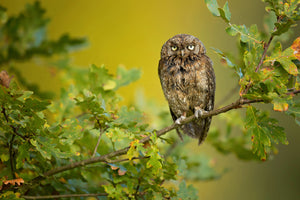 photo-wallpaper-eurasian-scops-owl