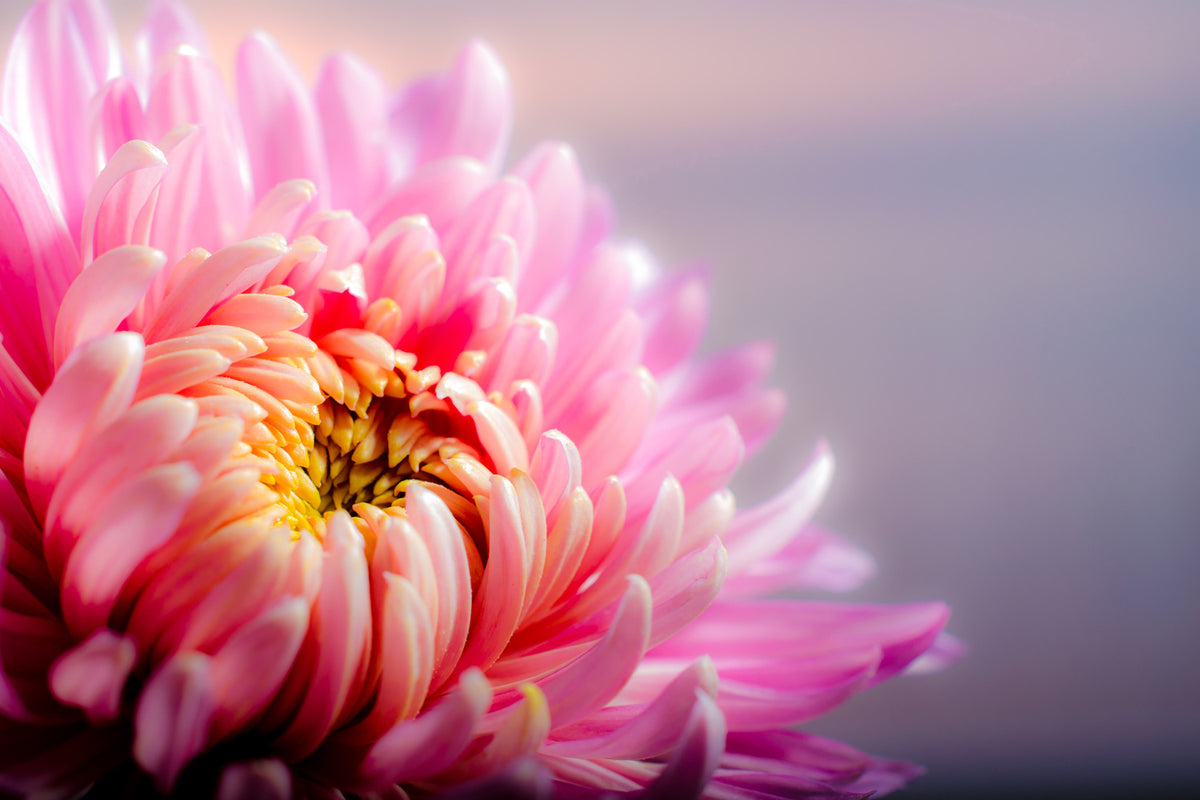 photo-wallpaper-macro-chrysanthemum