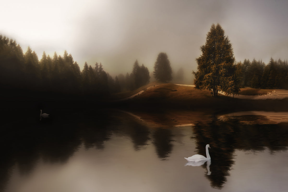 photo-wallpaper-swan-lake-xod