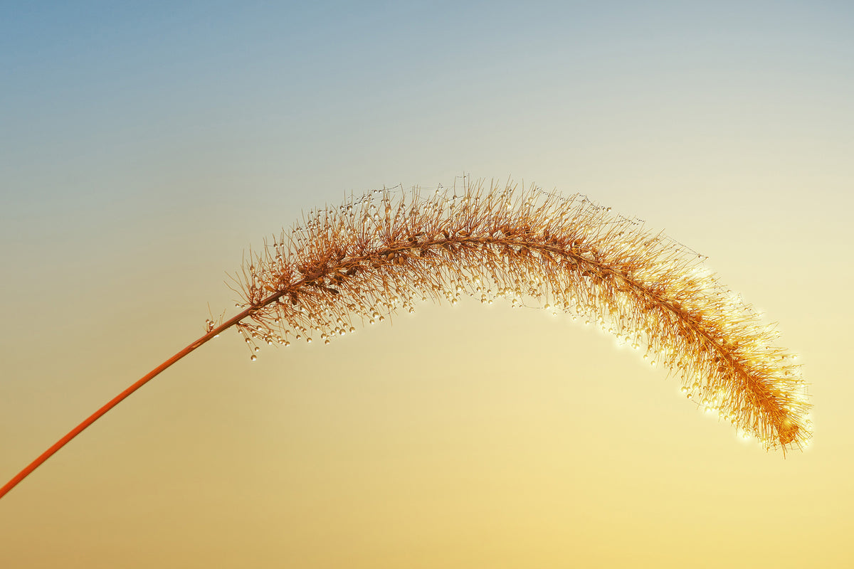 photo-wallpaper-ornamental-grass-in-xxl