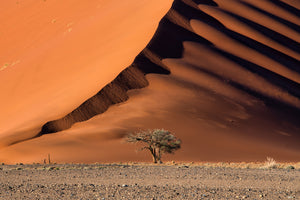 photo-wallpaper-the-dune-and-the-tree-x